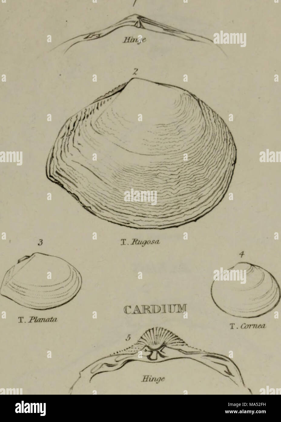Linnean System.drawing . Elements of conchology : according to the Linnean system, illustrated ...