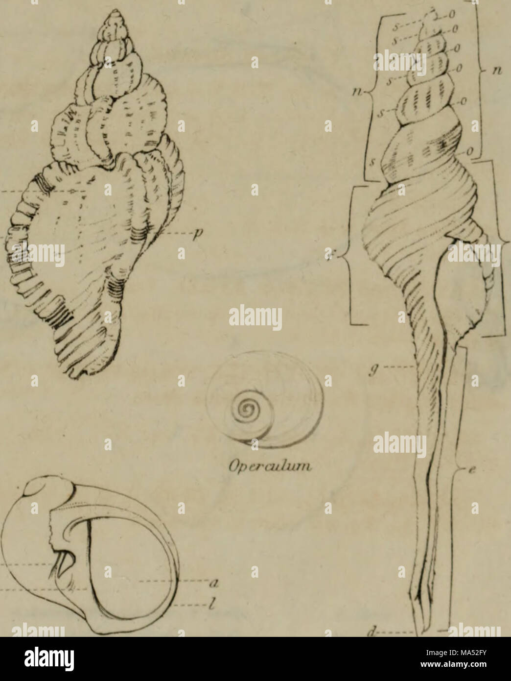 Linnean System.drawing . Elements of conchology : according to the Linnean system, illustrated ...