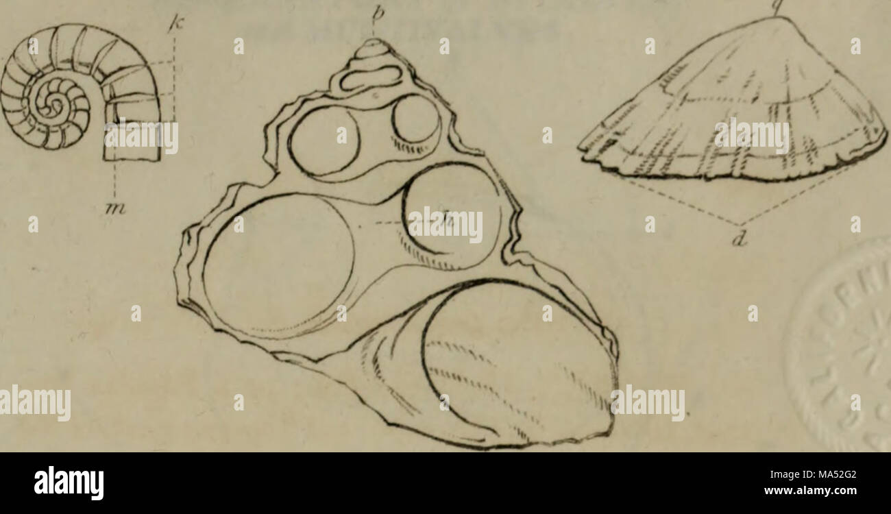 Linnean System.drawing . Elements of conchology : according to the Linnean system, illustrated ...