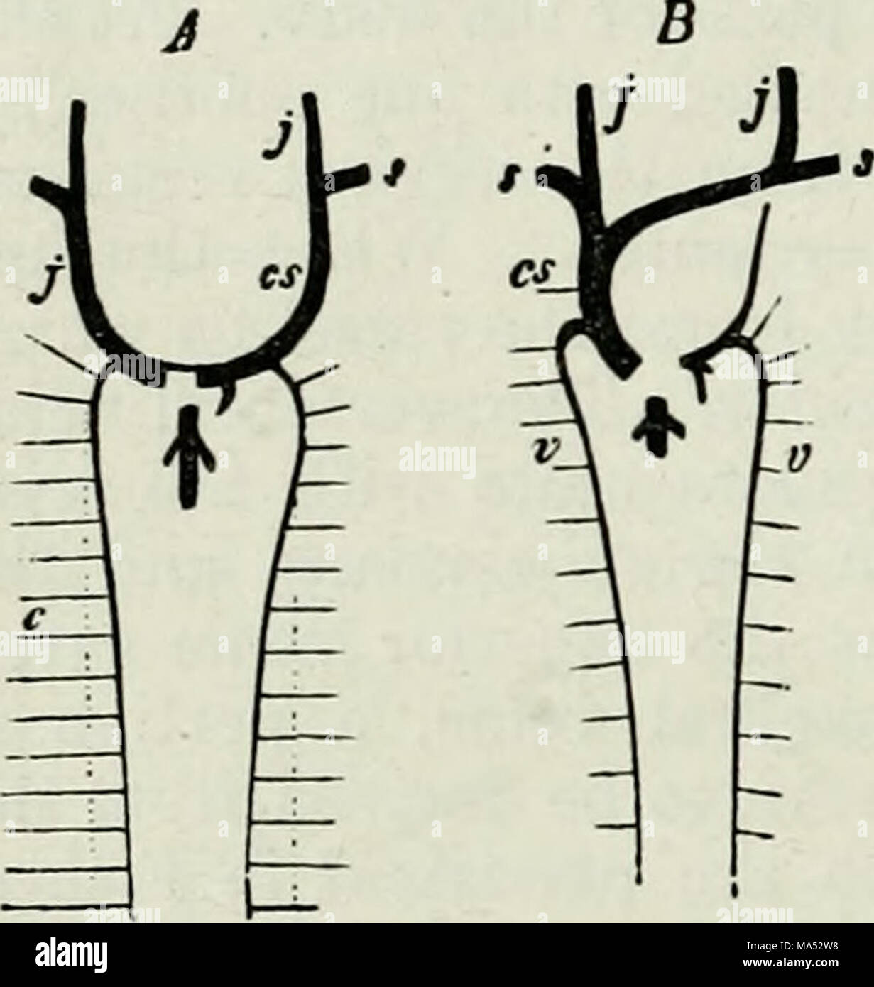 . Elements of Comparative Anatomy Stock Photo - Alamy
