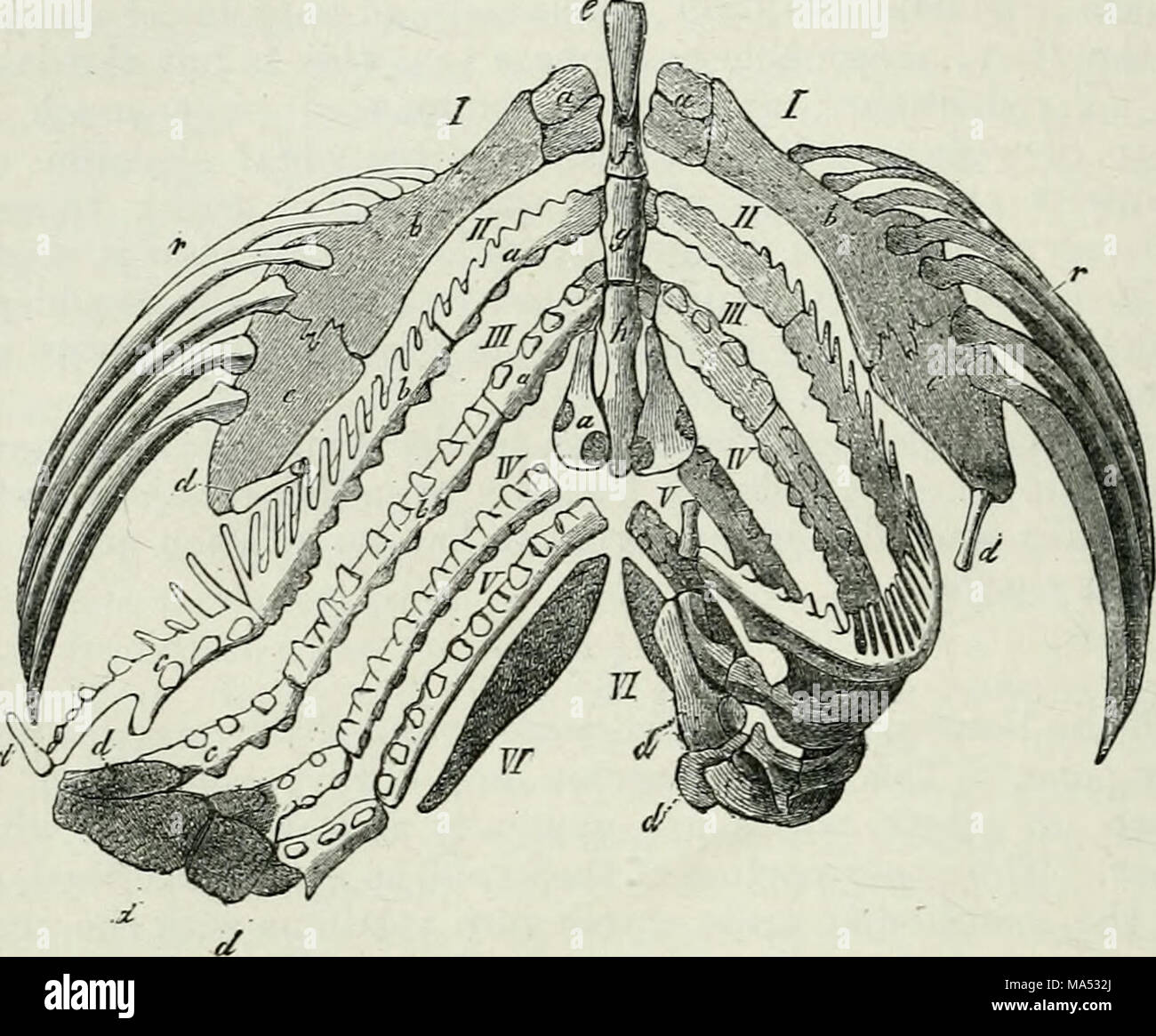 . Elements of Comparative Anatomy Stock Photo - Alamy