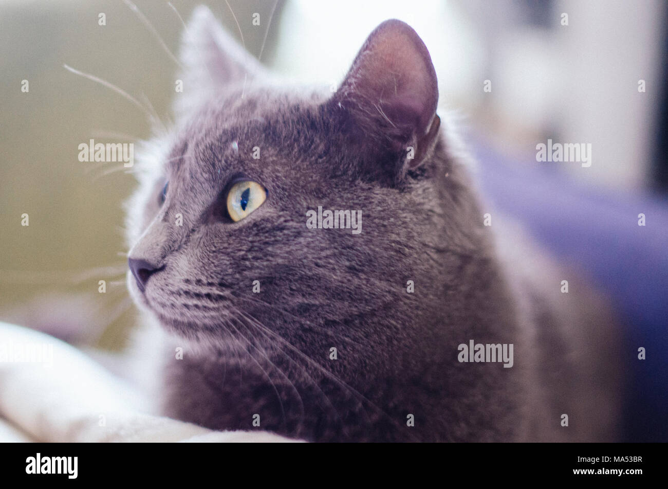 Close up gray little cat hi-res stock photography and images - Alamy