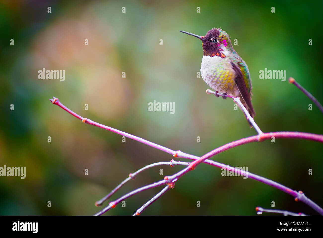 Closeup of a Anna's Hummingbird perched on a branch with copyspace. Stock Photo