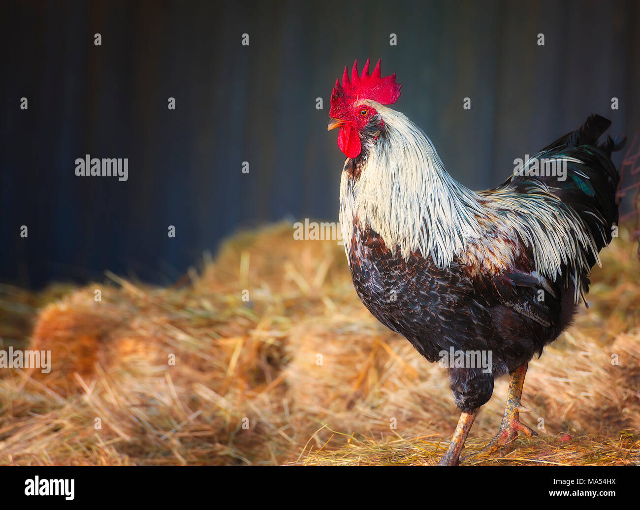 A rooster struts around in straw that litters the barn floor Stock ...
