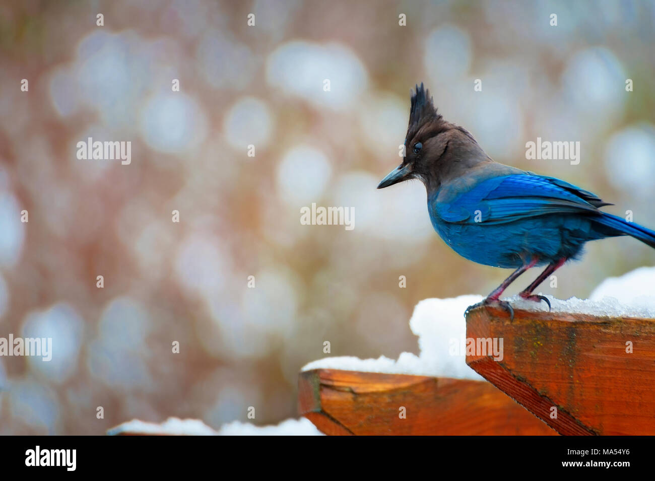 Blue Jay Bird Bath Joy - Closeup 