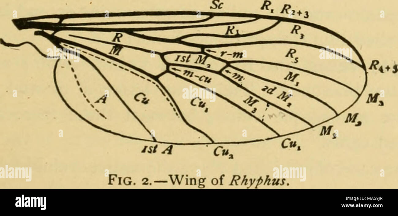 . The elements of insect anatomy : an outline for the use of students ...