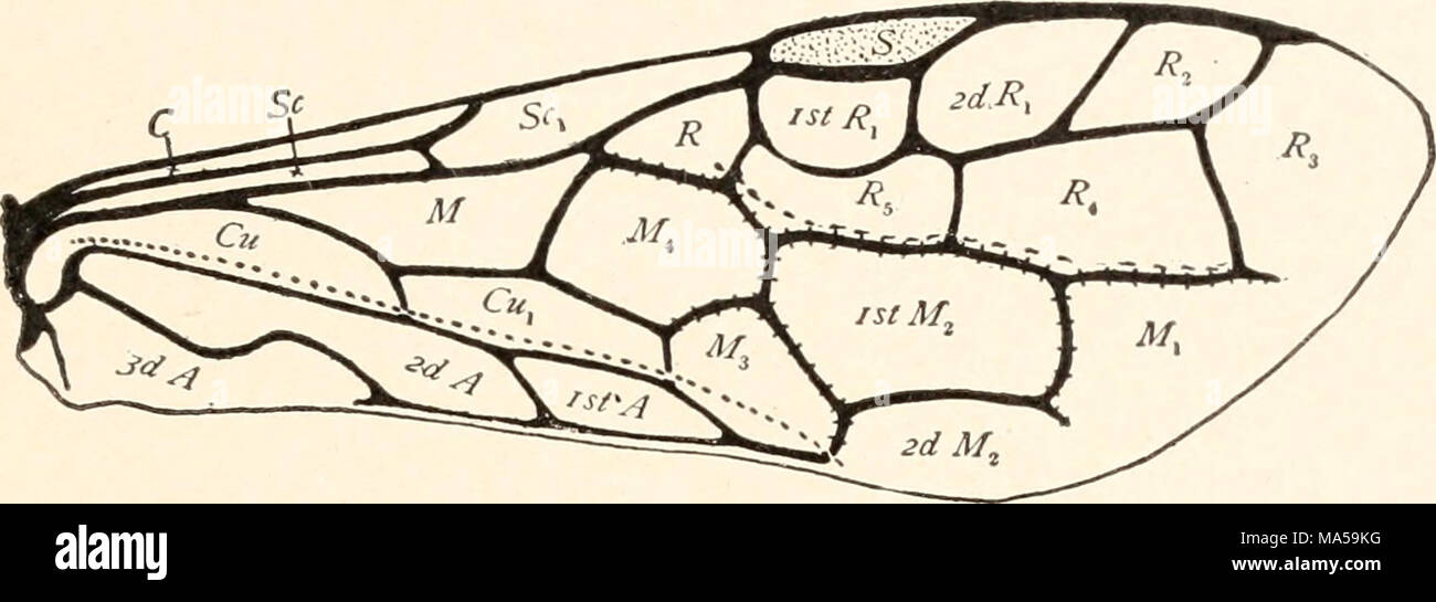 . The elements of insect anatomy; an outline for the use of students in ...