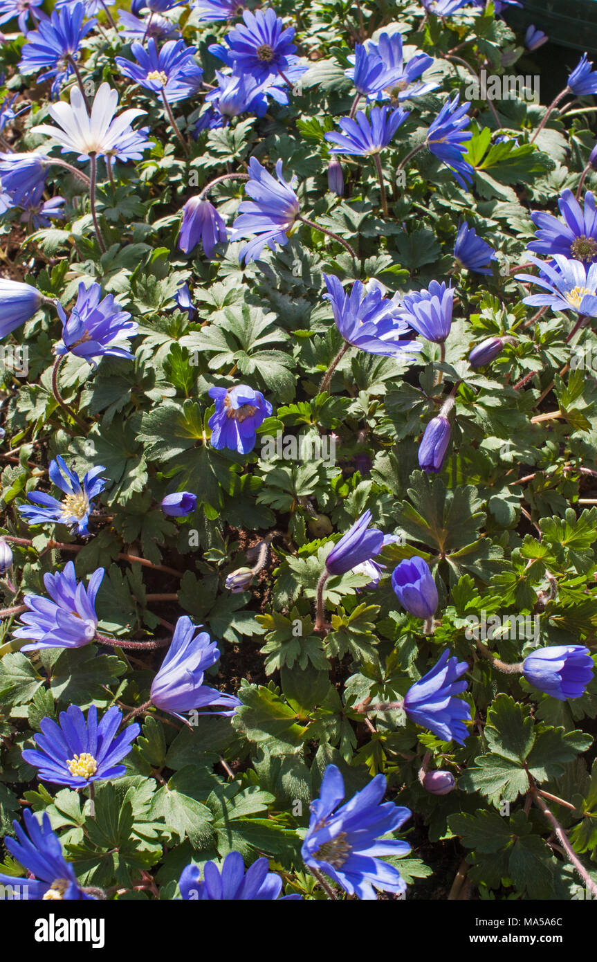 Anemone blanda 'Blue' in flower early Spring. Clump forming spreading perennial. Ideal for naturalizing in Woodland, Rock gardens. Stock Photo