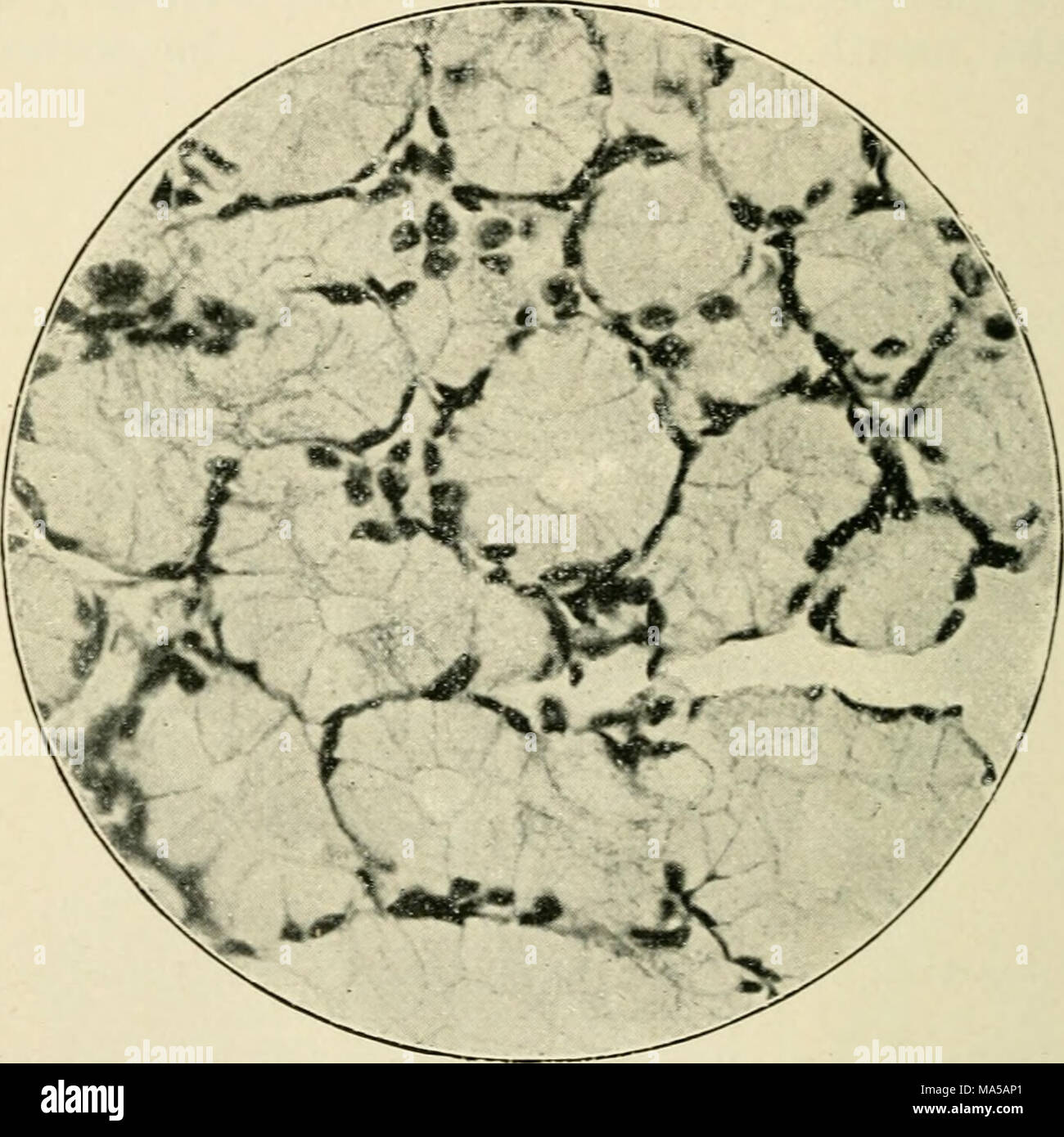 Microscope connective tissue nerve hi-res stock photography and images ...