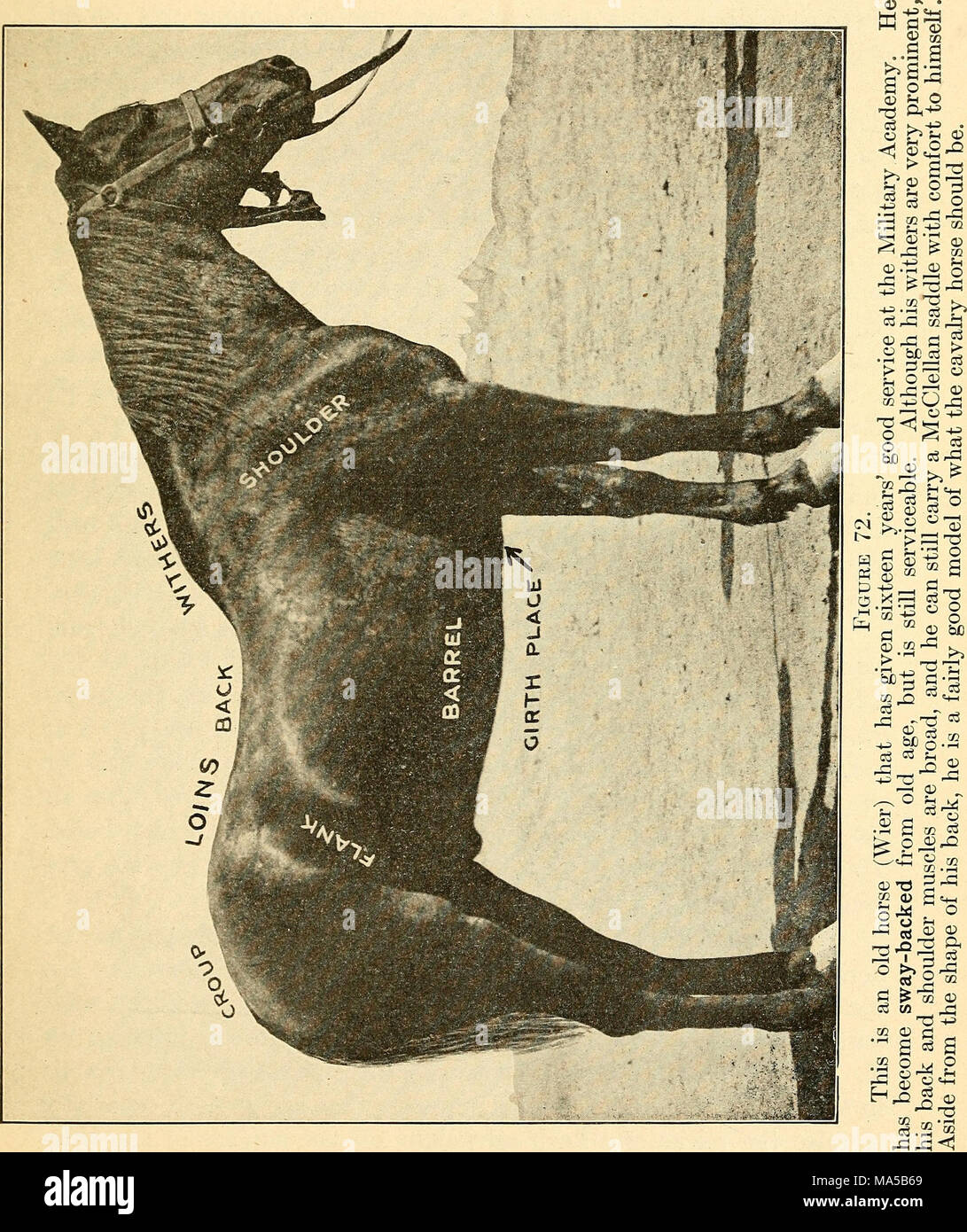 . Elements of hippology Stock Photo Alamy