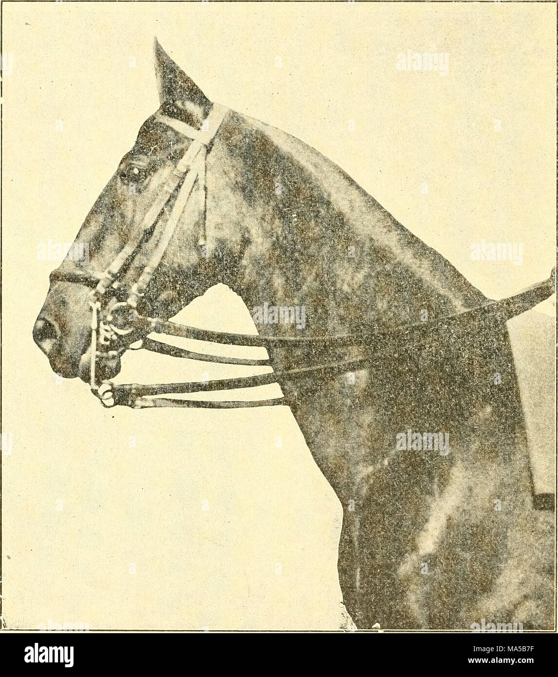 . Elements of hippology Stock Photo Alamy