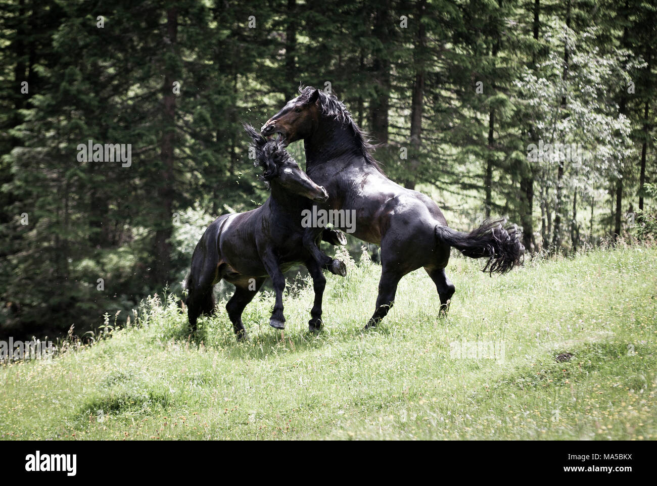 two Noriker stallions fight on the summer pasture in Bucheben close Rauris Stock Photo