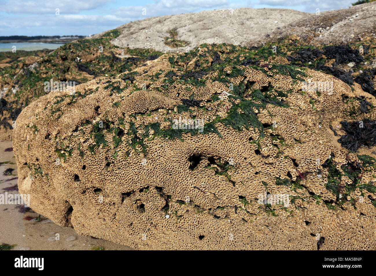 Porous rock hi-res stock photography and images - Alamy