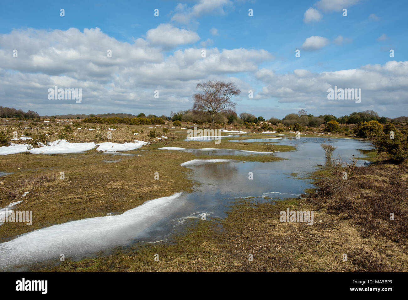 Temporary Pool on Ocknell Plain in The New Forest National Park Stock Photo