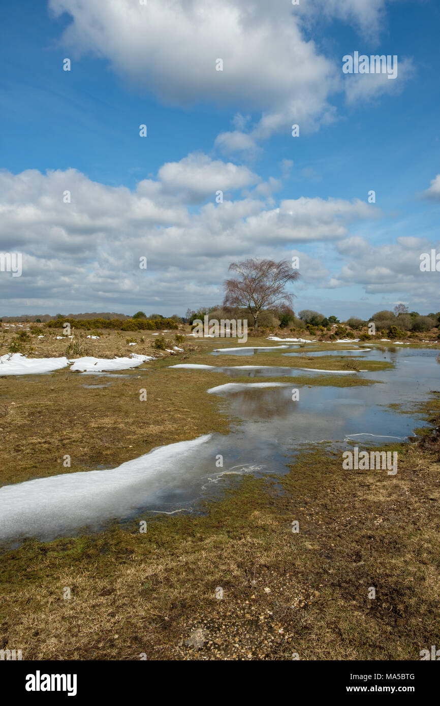 Temporary Pool on Ocknell Plain in The New Forest National Park Stock Photo