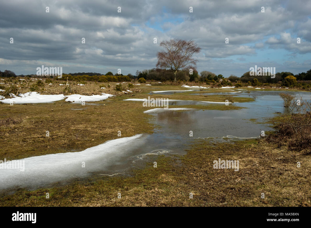 Temporary Pool on Ocknell Plain in The New Forest National Park Stock Photo