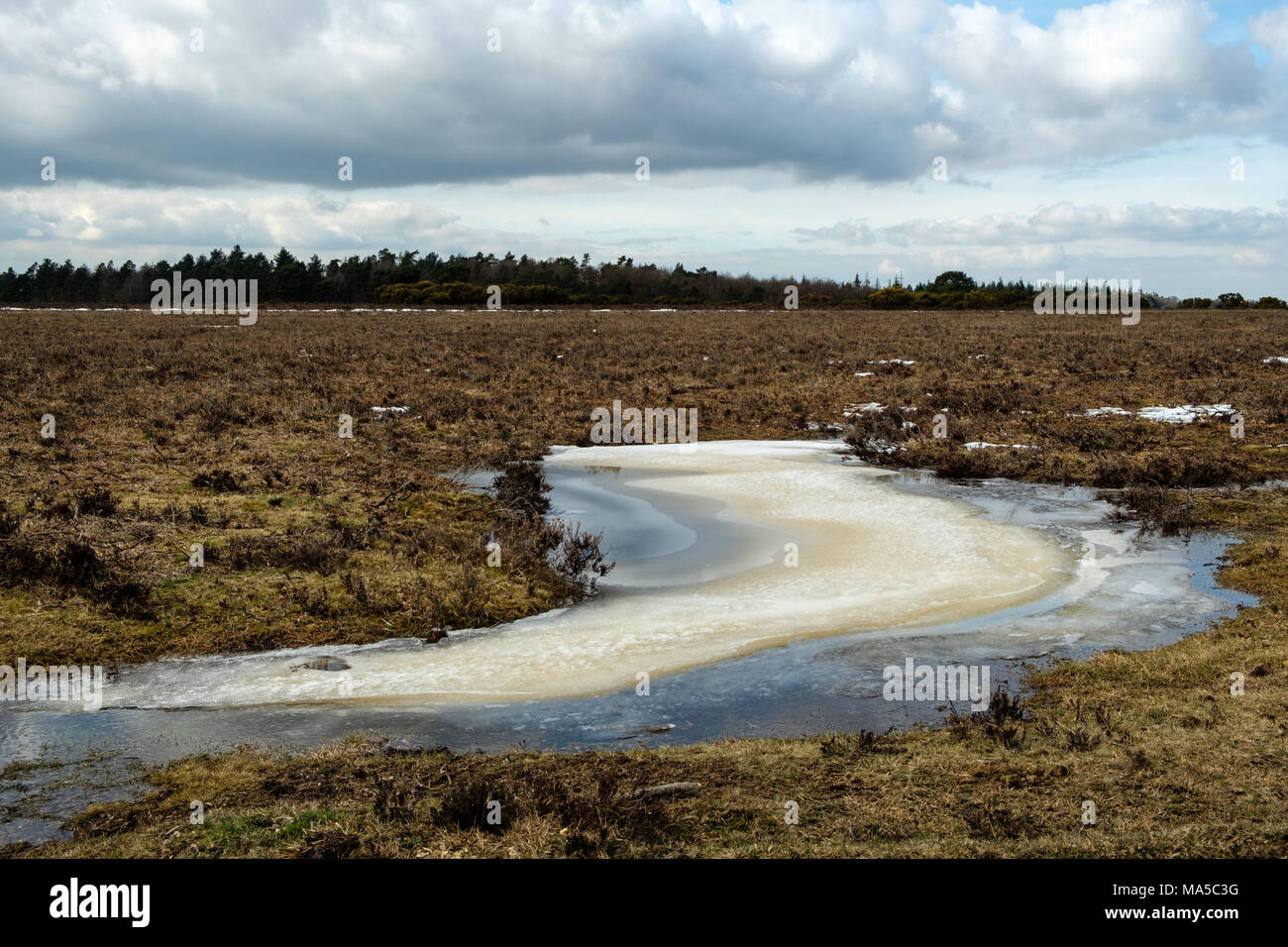 Temporary Pool on Ocknell Plain in The New Forest National Park Stock Photo