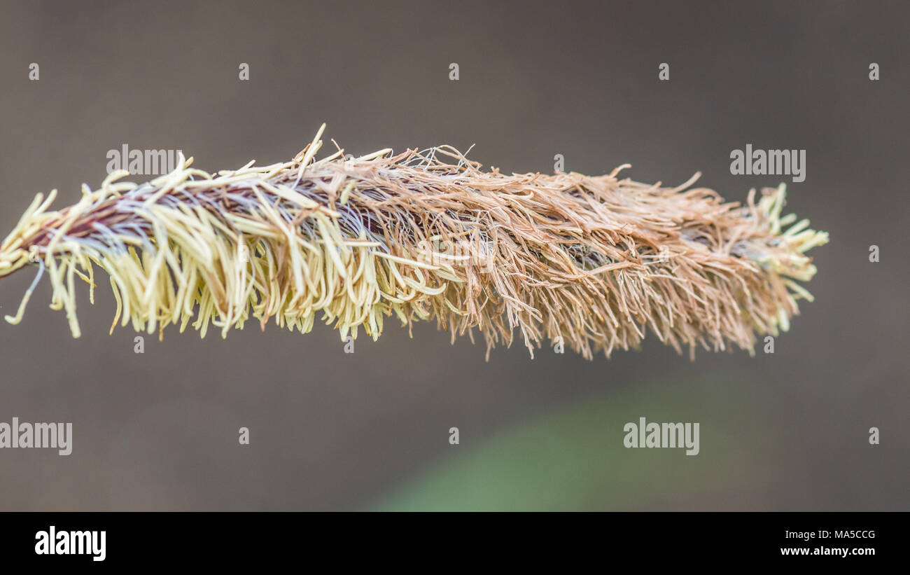 A macro shot of a seed head that's ready to disperse. Stock Photo