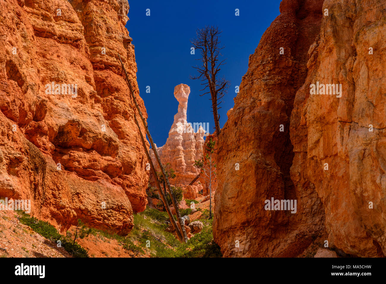 USA, Utah, Garfield County, Bryce Canyon National Park, Amphitheater on the Queens Garden Trail Stock Photo