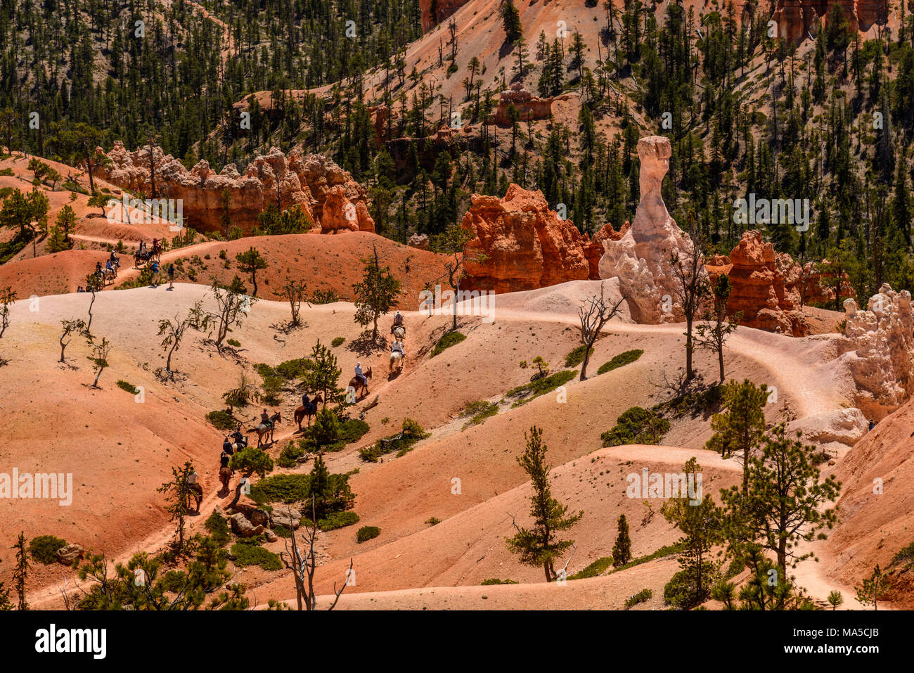USA, Utah, Garfield County, Bryce Canyon National Park, Amphitheater, Queens Garden Trail Stock Photo