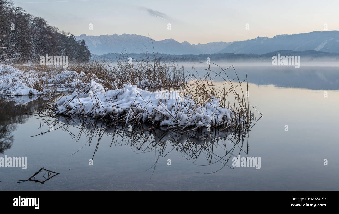 Reeds in the Staffelsee in winter, in the background the Ettaler Mandl and the Zugspitze massif Stock Photo