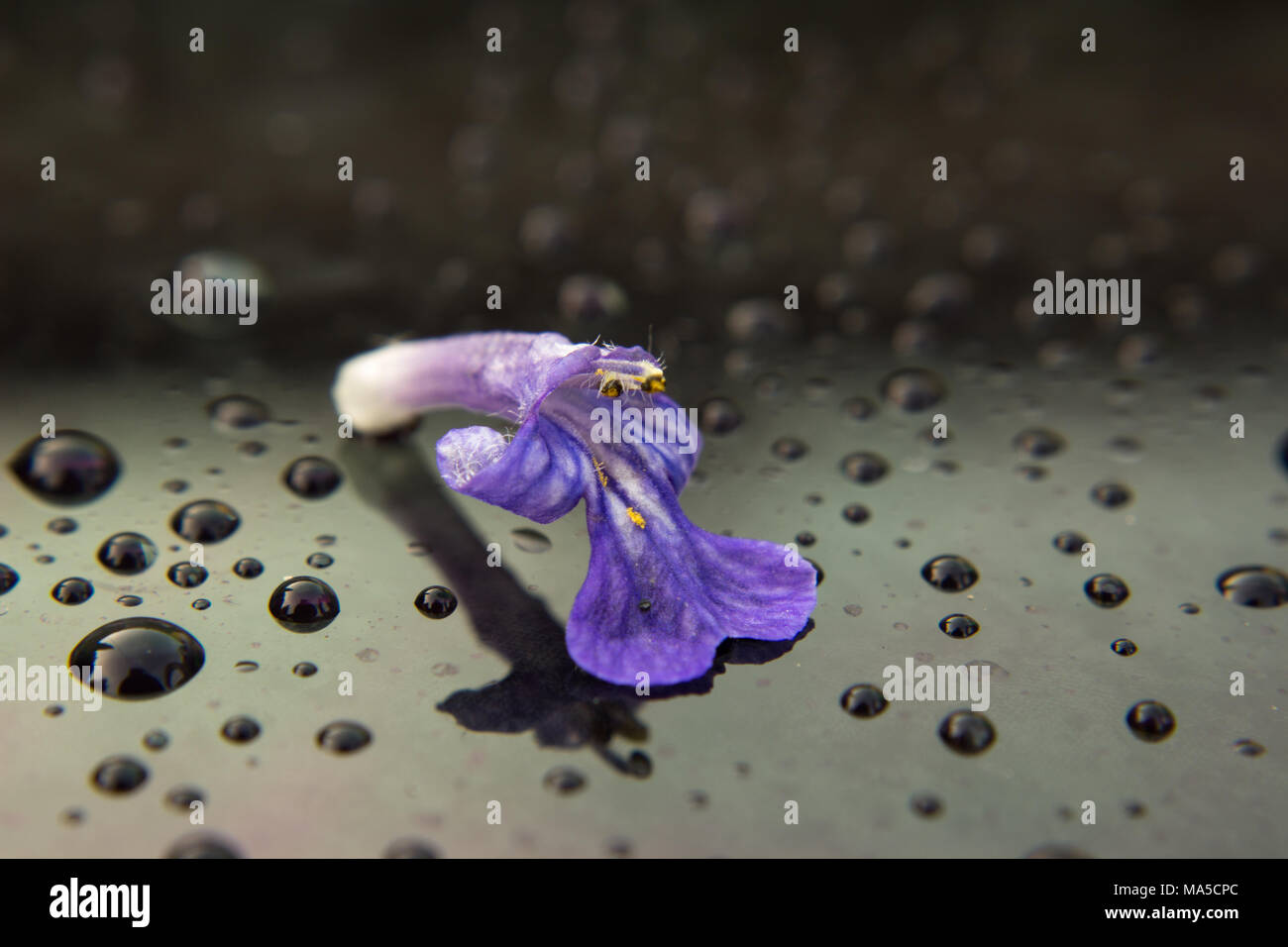 Macro of one flower of Ajuga reptans. A flower is on a glass and there are the drops too. Stock Photo