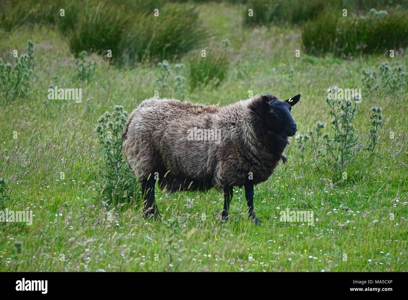 Mellon Udrigle, Scotland, UK: Shetland sheep on a farm on the west coast of Scotland. Its very fine wool is in the “Moorit” brown color. Stock Photo
