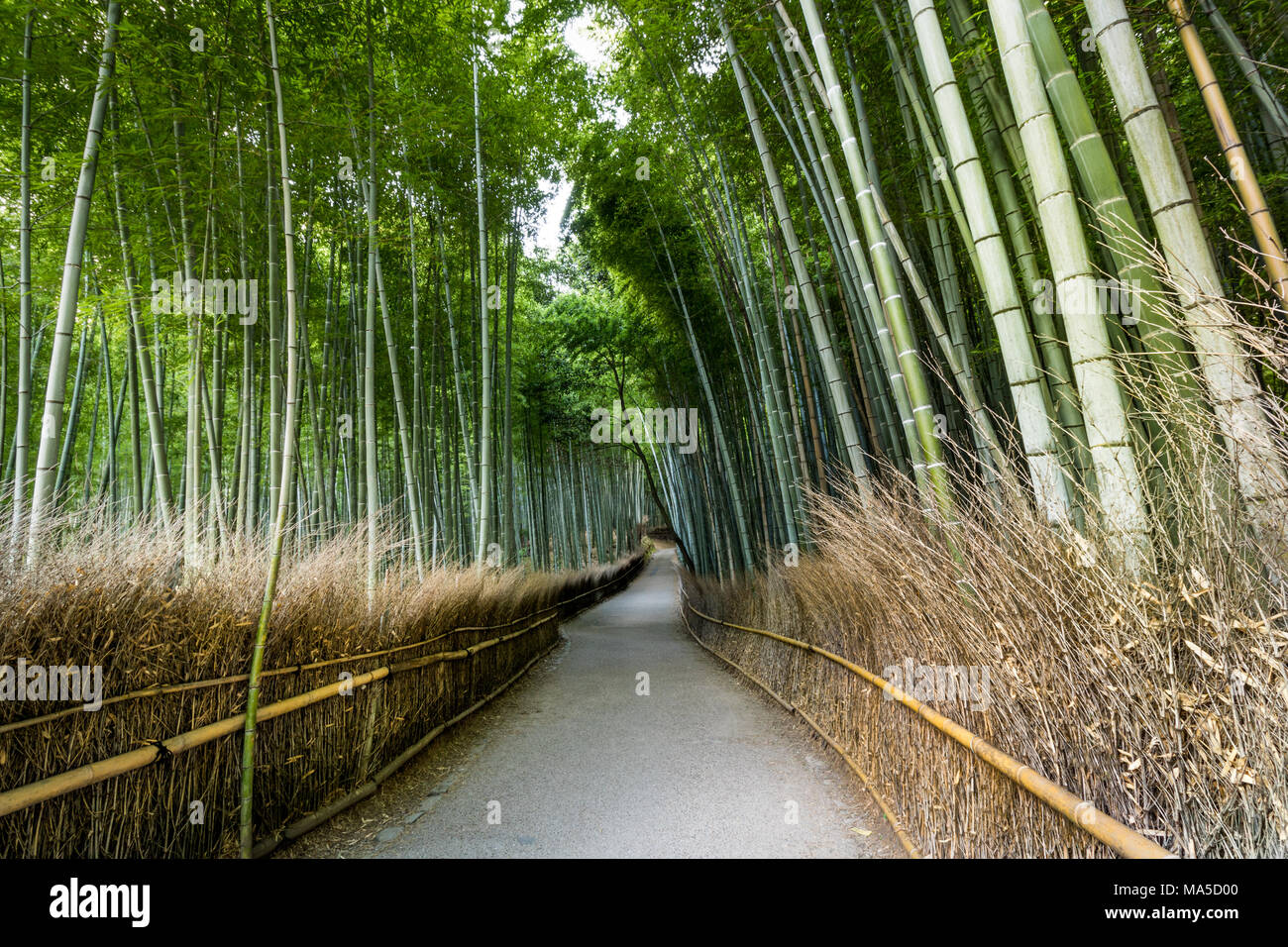 Arashiyama (Kyoto) - Pathway in the Bamboo Grove of Arashiyama Stock Photo