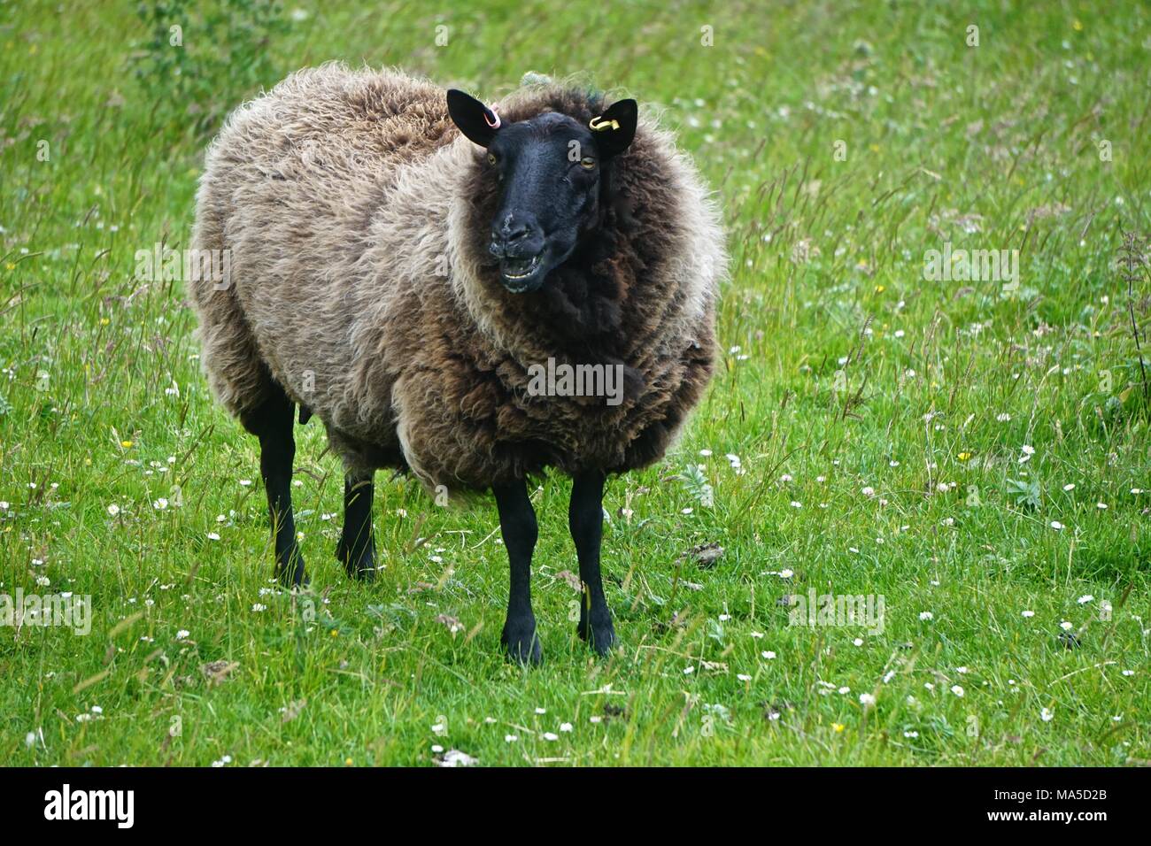 Mellon Udrigle, Scotland, UK: Shetland sheep on a farm on the west coast of Scotland. Its very fine wool is in the “Moorit” brown color. Stock Photo