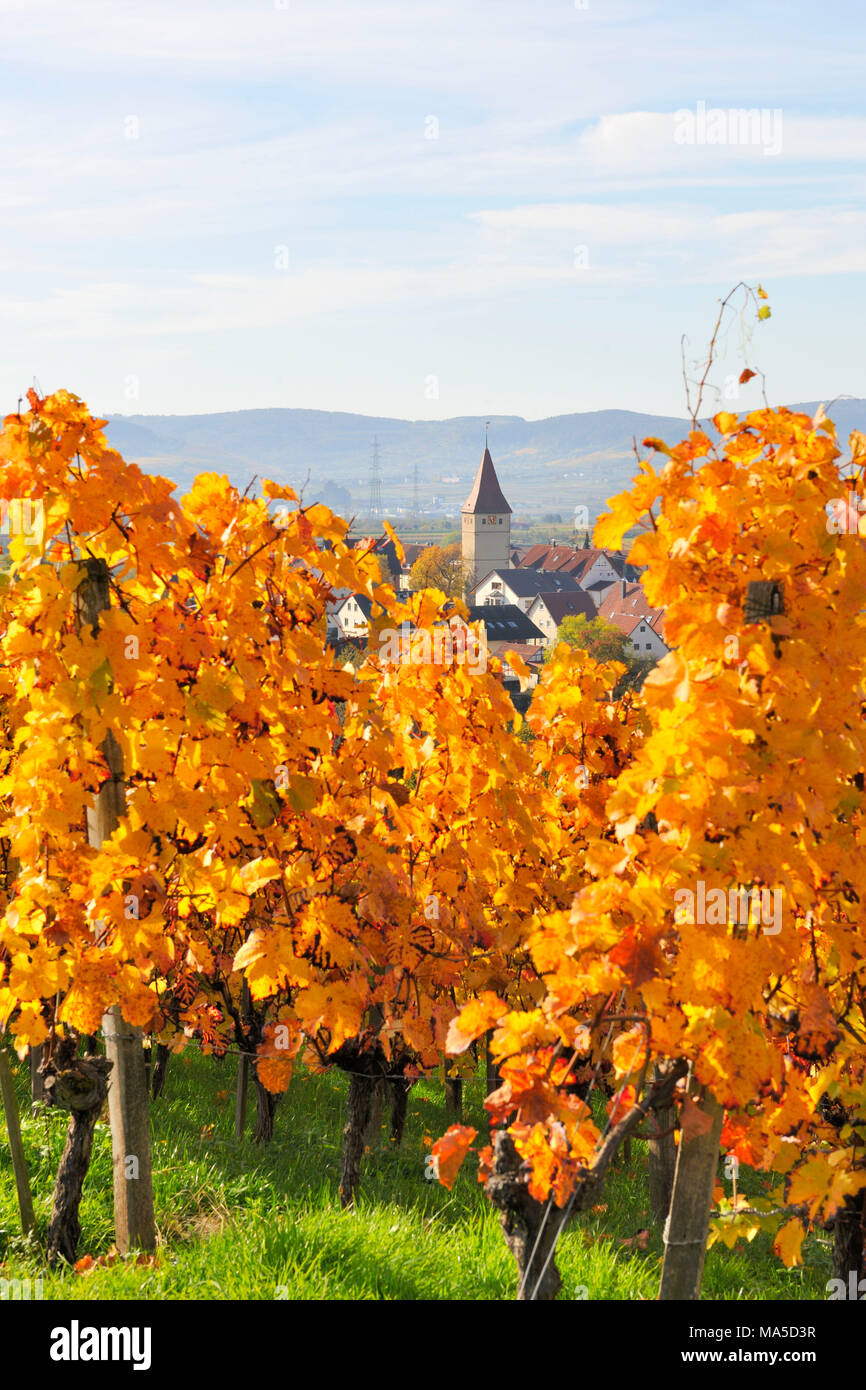 Germany, Baden-Wurttemberg, basket, vineyard, view to Steinreinach (part of town) Stock Photo