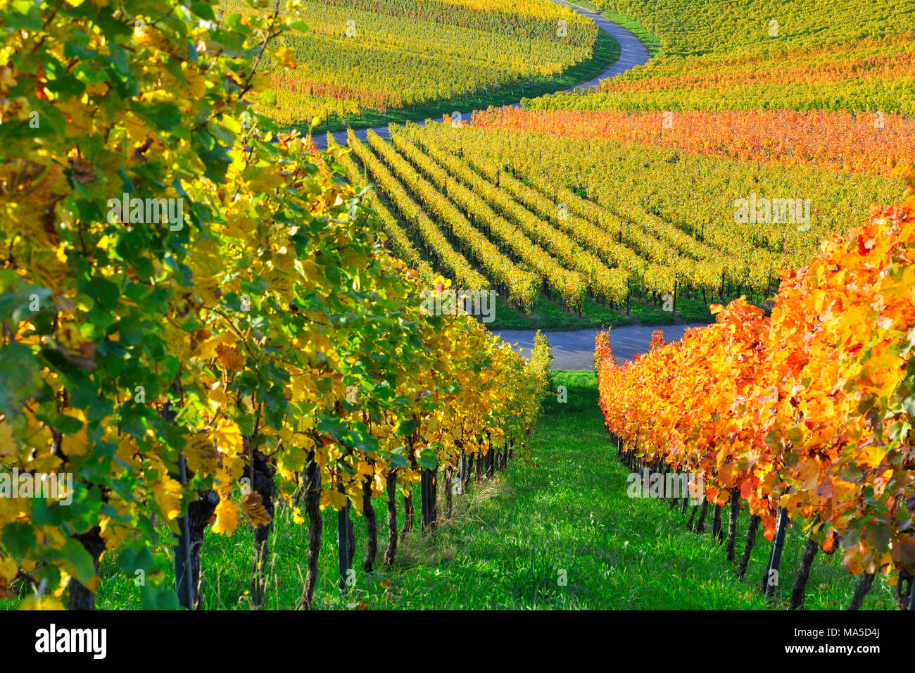Vineyards in autumn, Baden-Wurttemberg, Germany Stock Photo