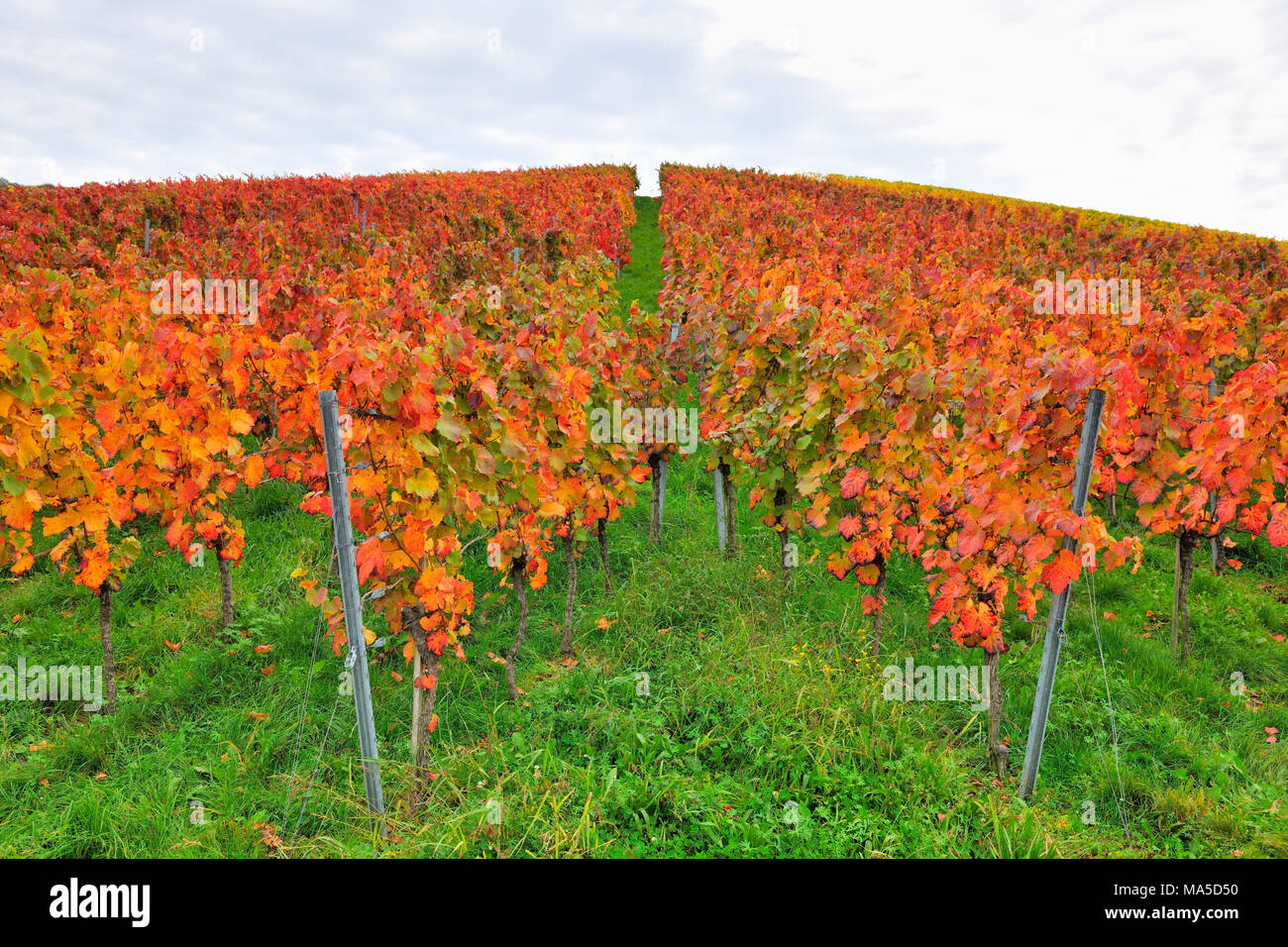 Vineyards in autumn, Baden-Wurttemberg, Germany Stock Photo