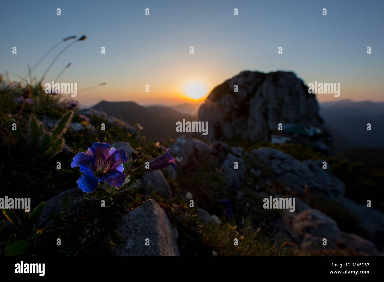 Alpine Gentian In Front Of Rossstein And Buchstein Mountains At