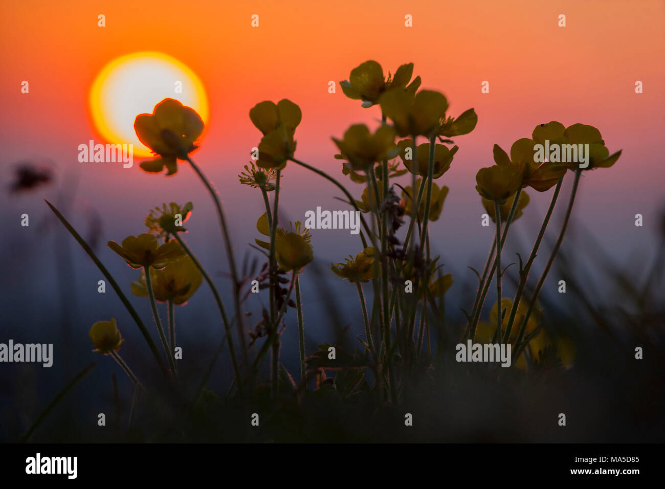 Flowering buttercup in the alps at sunset, close-up, ranunculus Stock ...