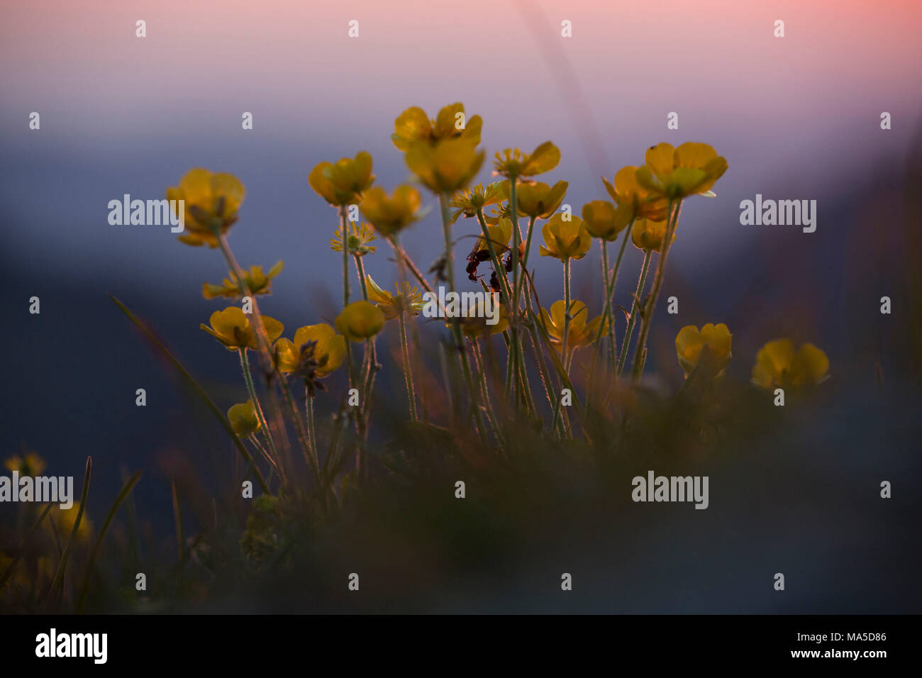Flowering buttercup in the alps at sunset, close-up, ranunculus Stock Photo