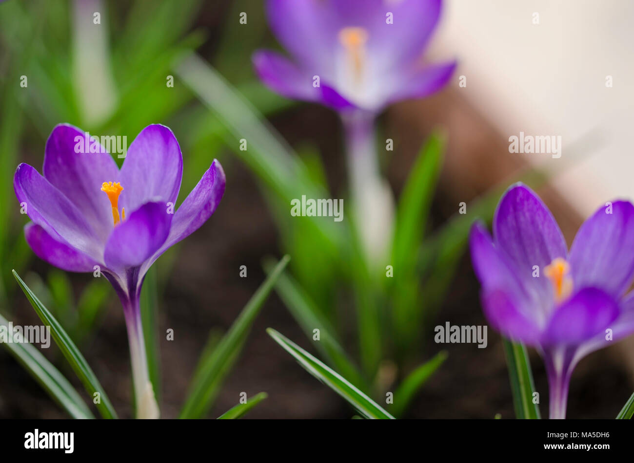 Purple crocus - Fresh spring flowers Stock Photo - Alamy