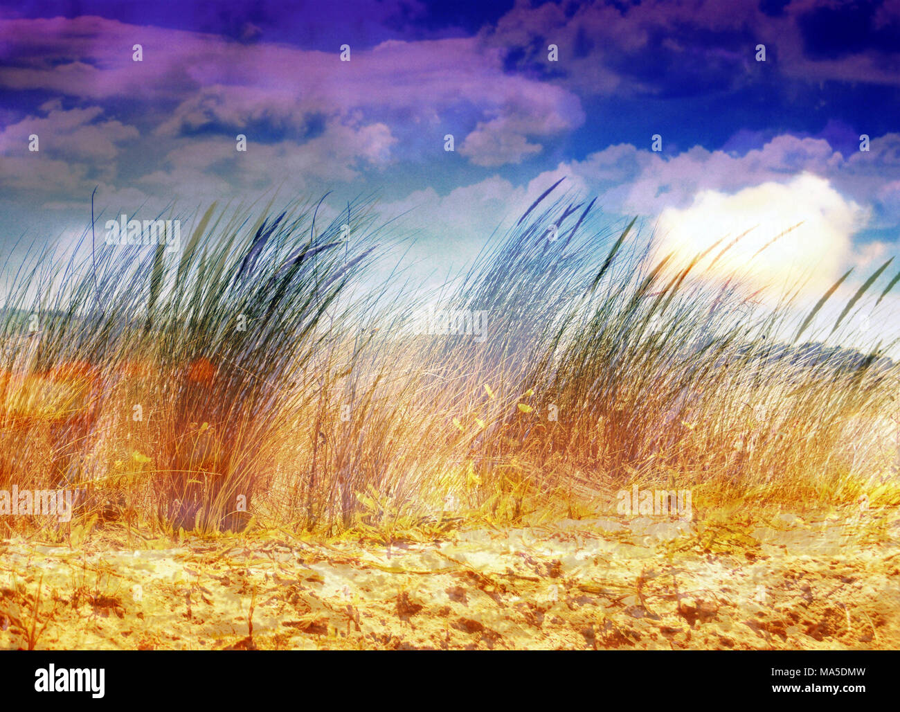 photomontage, dunes, grasses, Stock Photo