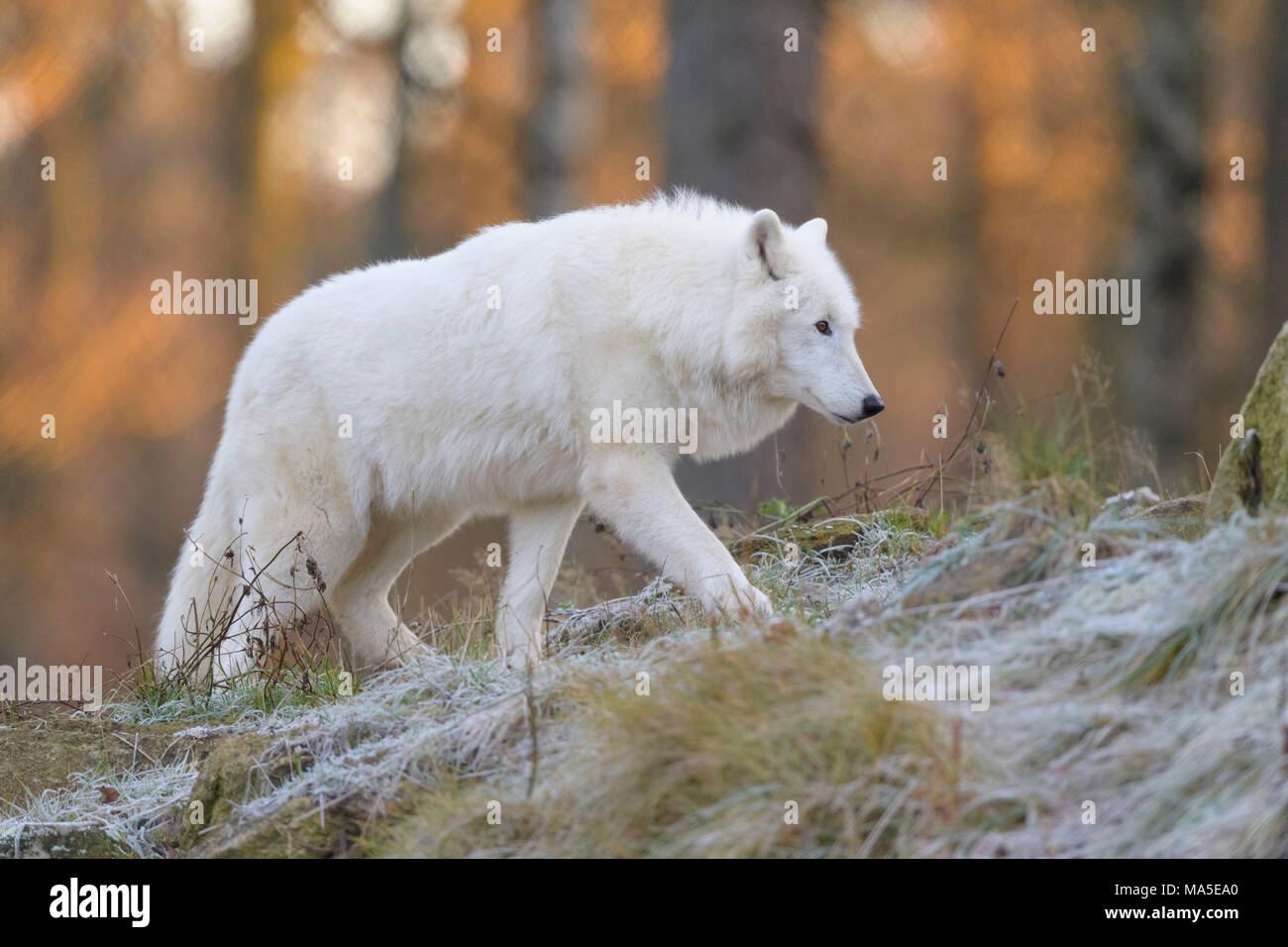 Arctic Wolf Polar Wolf Canis Lupus Arctos In Winter Germany Stock Photo Alamy