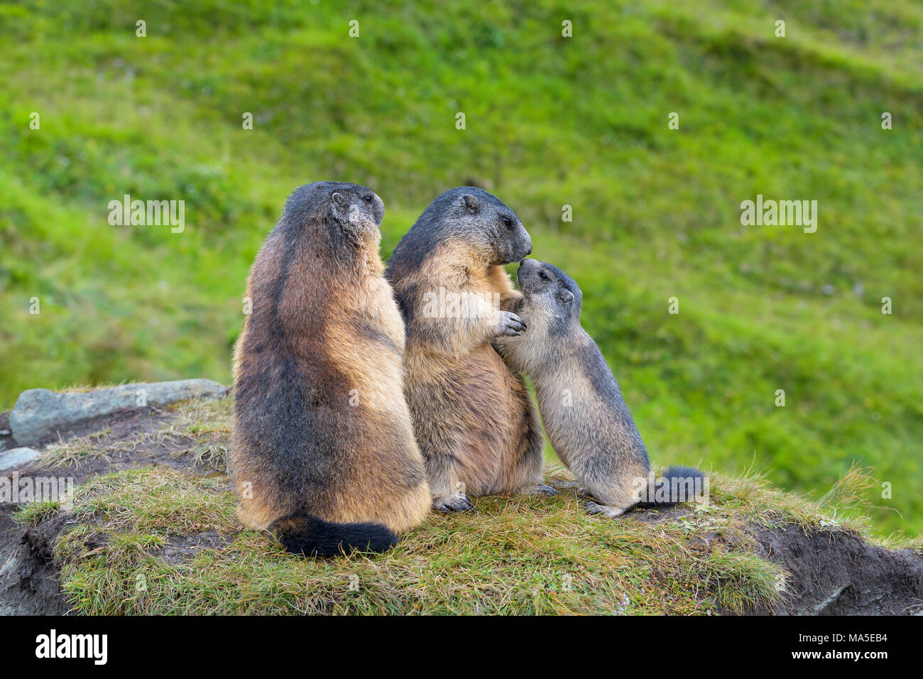 twin it jap1 – Plateau Marmots