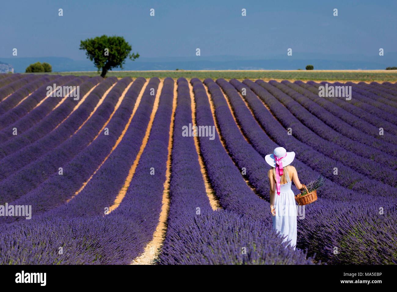 Girl in a white dress and hat in a lavender field carrying a basket of flowers, valensole, provence, france Stock Photo