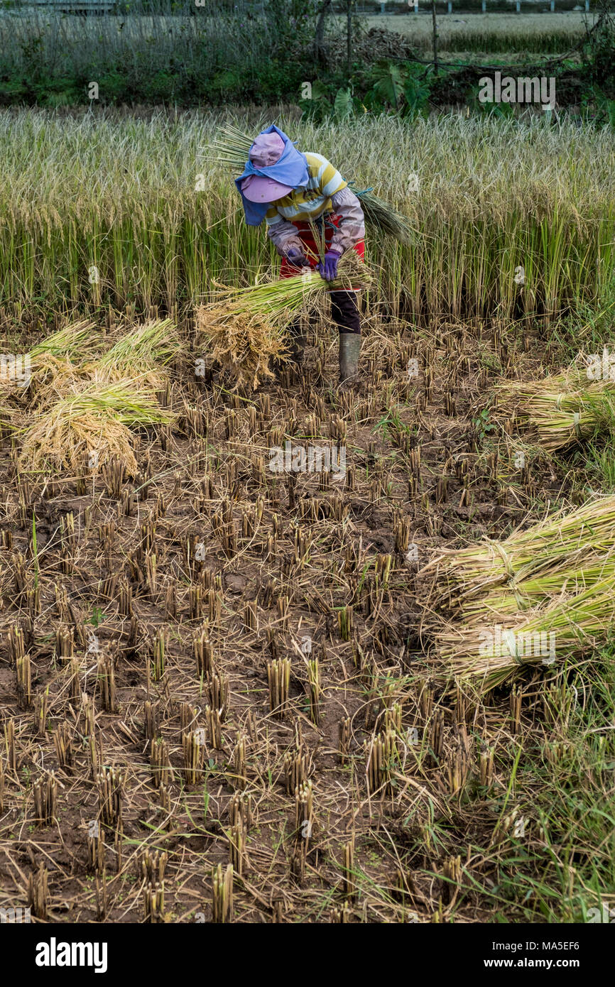 Rice picker, Yunnan Province, China, Asia, Asian, East Asia, Far East Stock Photo