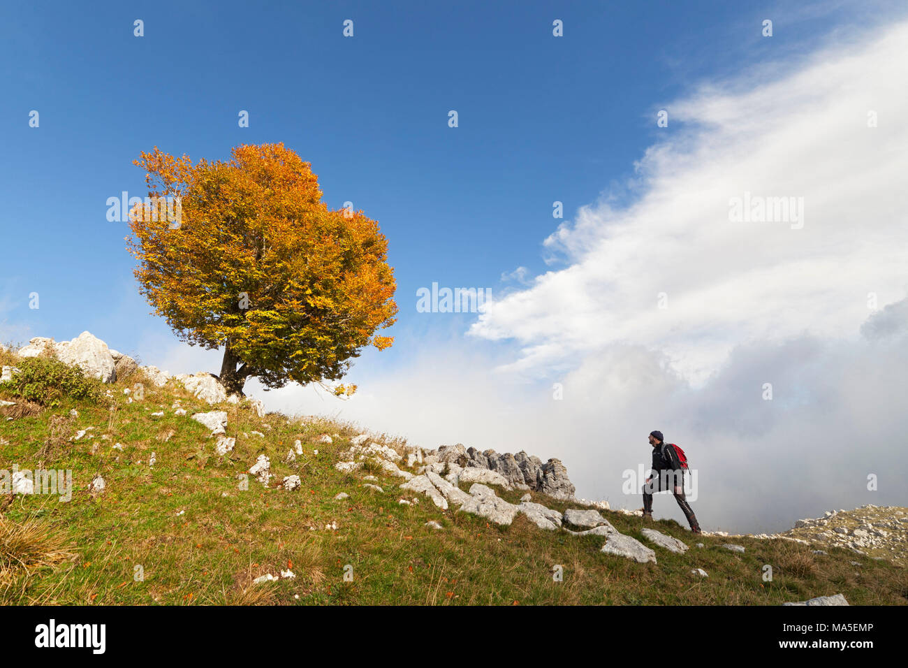 A lonely beech at Pizzoc Mount, Venetian Prealps, Fregona, Treviso, Italy Stock Photo