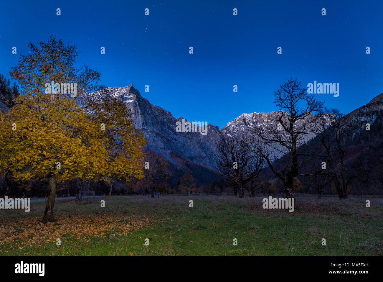 Eng, Riss Valley, Vomp, Schwaz district, Tyrol, Austria, Europe. Sycamore maple in autumn colors with the Mount Spritzkar Stock Photo