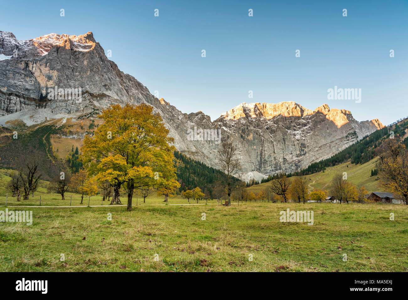 Eng, Riss Valley, Vomp, Schwaz district, Tyrol, Austria, Europe. Sycamore maple in autumn colors at sunrise with the Mount Spritzkar and Mount Grubenkar Stock Photo