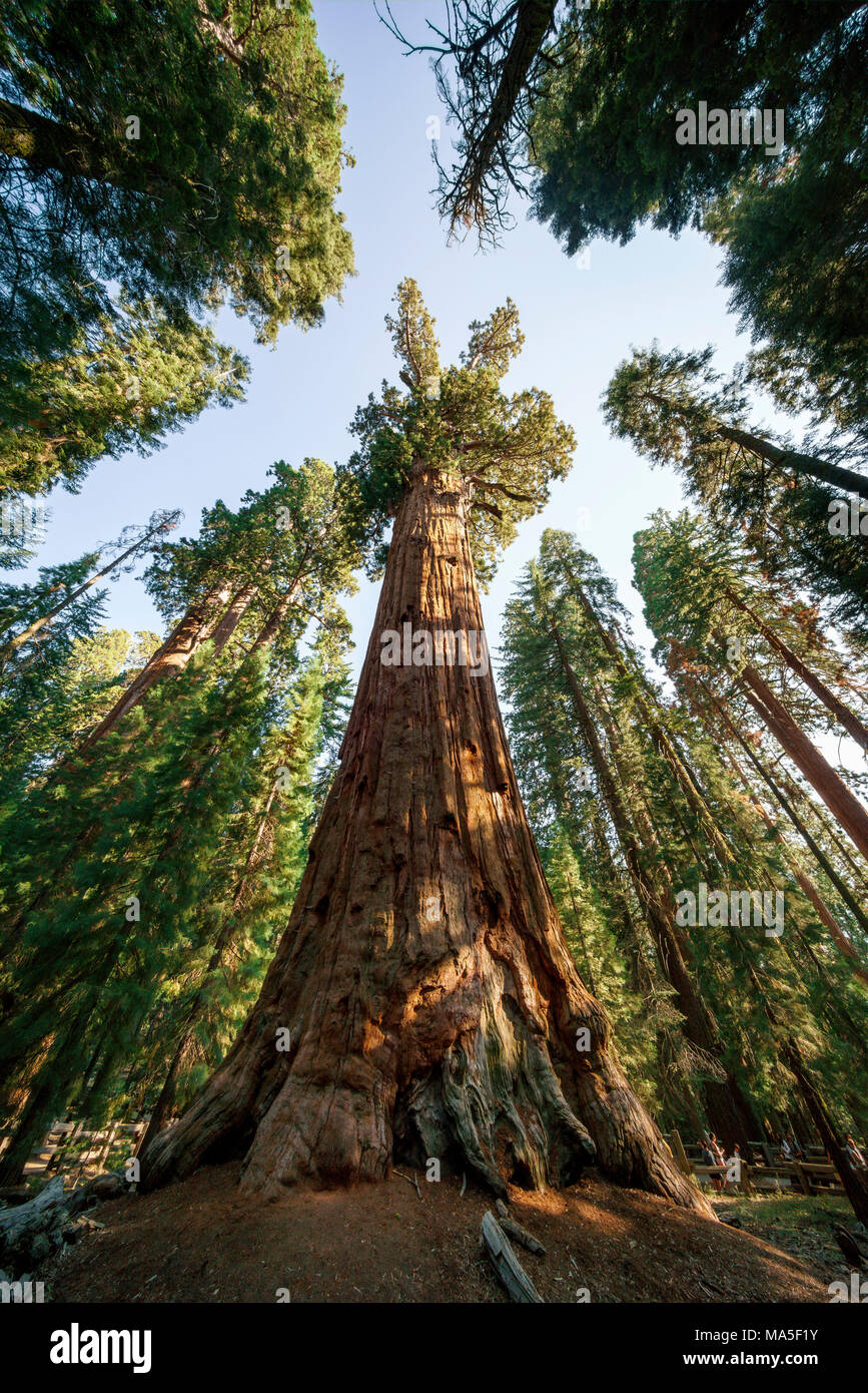 General Sherman Tree, the largest tree in the world, Sequoia National Park, Visalia, Sierra Nevada, California, USA Stock Photo