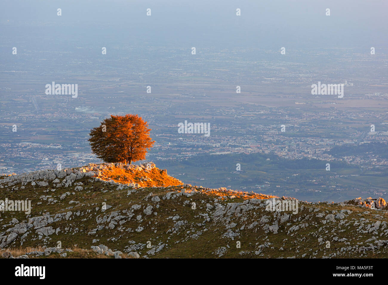 A lonely beech at Pizzoc Mount, Venetian Prealps, Fregona, Treviso, Italy Stock Photo