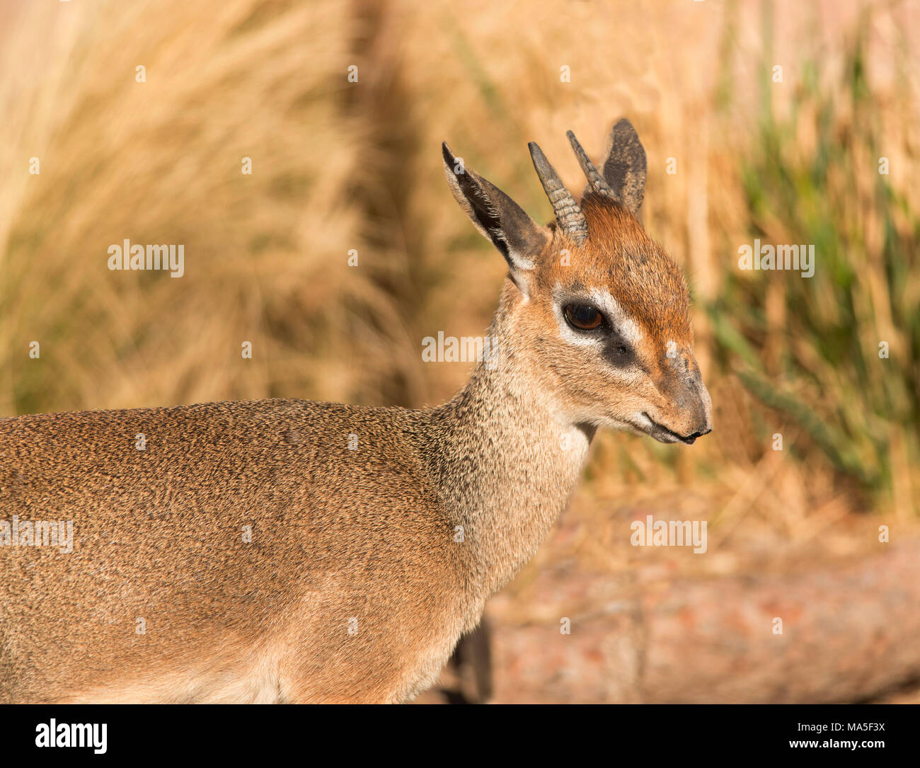 Kirk's Dik-Dik small African antelope closeup portrait in Serengeti of Africa Stock Photo
