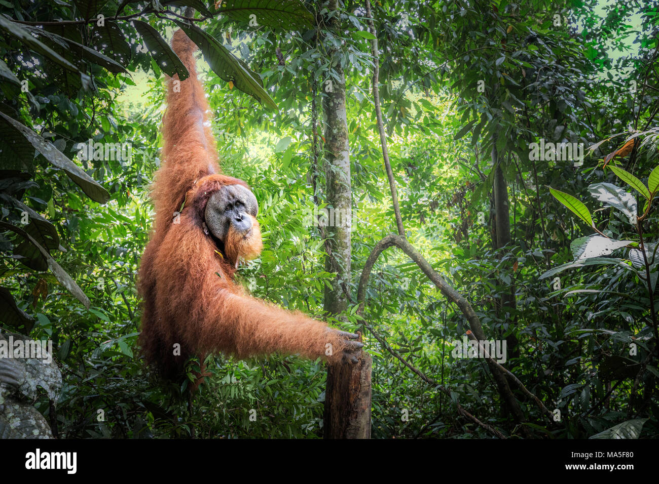 Sumatran orangutan, Pongo Abelii, Gunung Leuser National Park, Sumatra, Indonesia Stock Photo