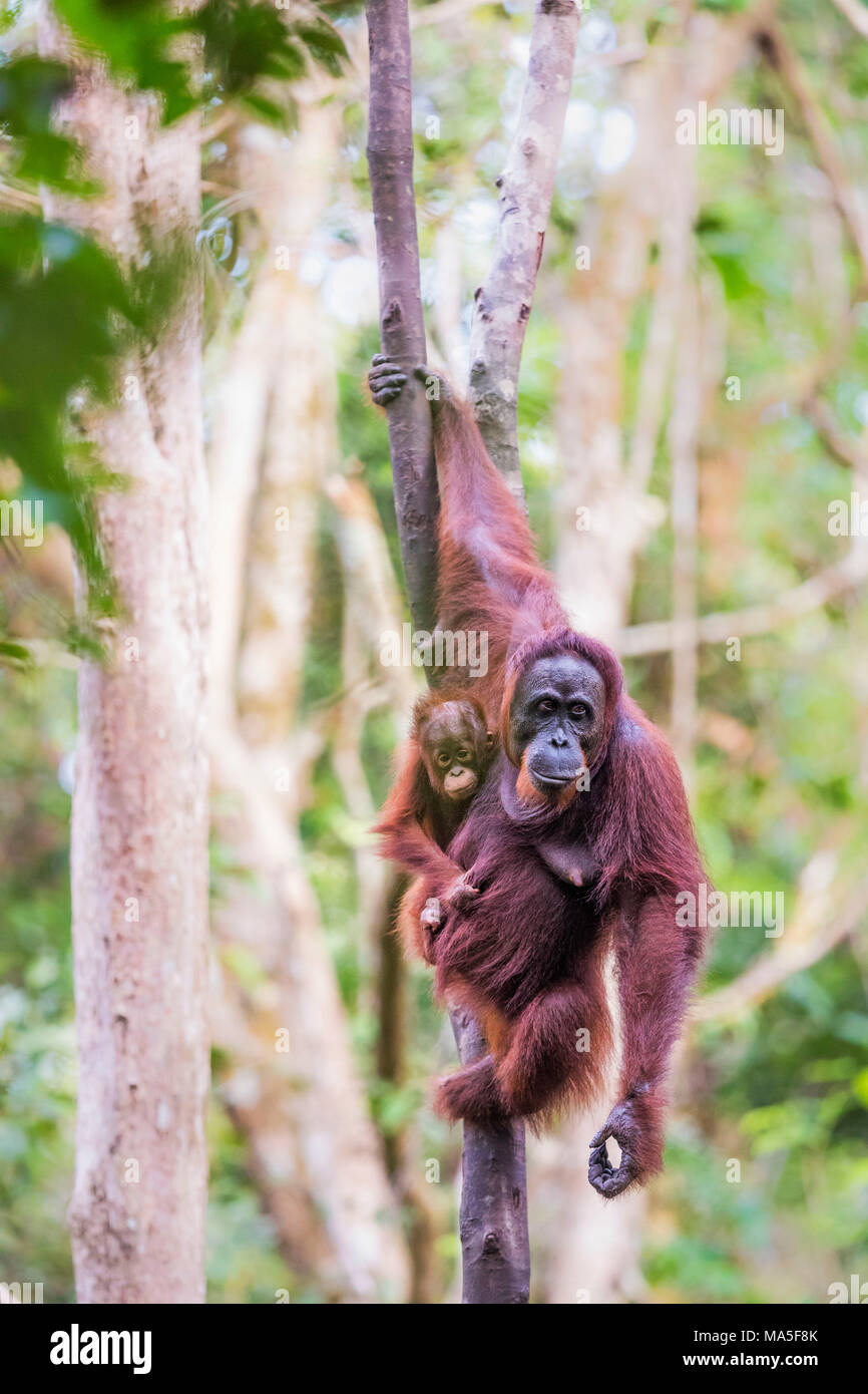 Bornean Orangutan, pongo pygmaeus, Tanjung Puting National Park, central Kalimantan, Borneo, Indonesia, Asia Stock Photo
