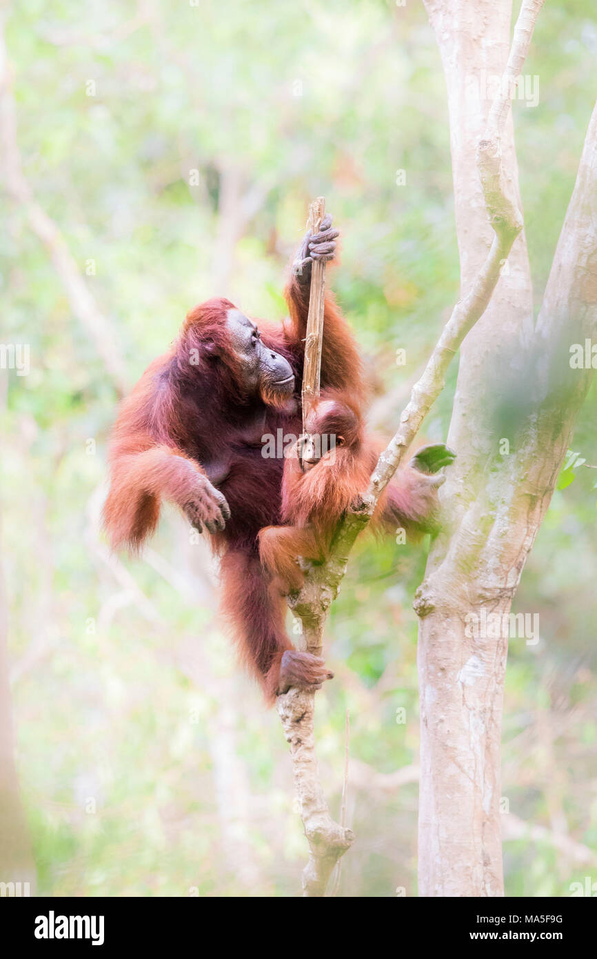 Bornean Orangutan, pongo pygmaeus, Tanjung Puting National Park, central Kalimantan, Borneo, Indonesia, Asia Stock Photo